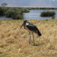 A most SPECTACULAR photo Safari in Tanzania 