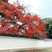 京都紅葉2022  醍醐寺の紅葉に感動