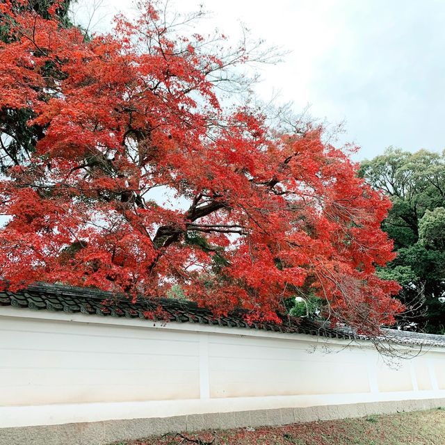 京都紅葉2022  醍醐寺の紅葉に感動