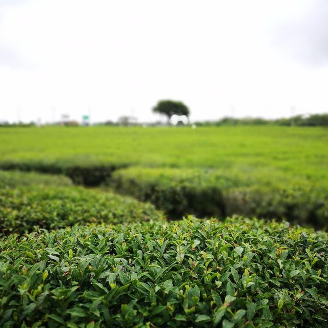 綠油油的大地@綠茶🍵