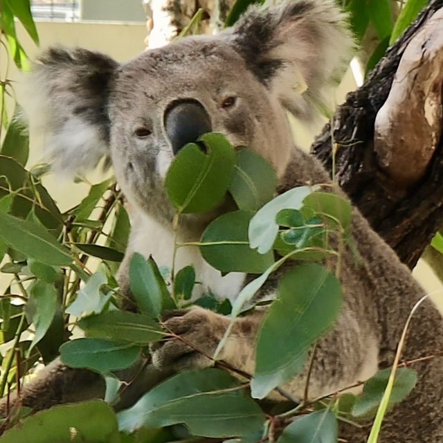 A Moment at Rockhampton Zoo