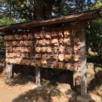 滿滿招財貓🐱日本必去豪徳寺