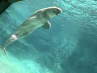 名古屋の水族館といえばココ🐠！【名古屋港水族館】