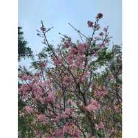香港賞櫻。單車公園
