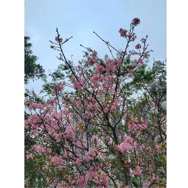 香港賞櫻。單車公園