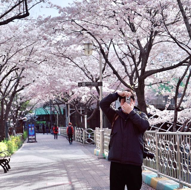 신대방역 벚꽃길 도림천