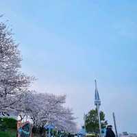 🌸청주 벚꽃 로드 <무심천>