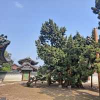 서울 한옥 명소 [창덕궁]