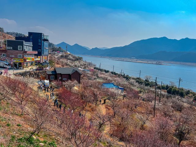 경남 양산 가볼만한곳 순매원 매화마을