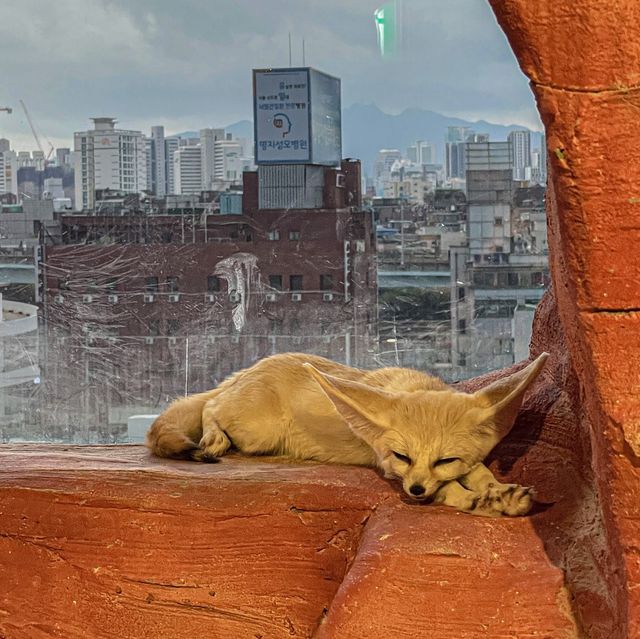 서울 한복판에서 만나는 동물친구들, 주렁주렁🦊