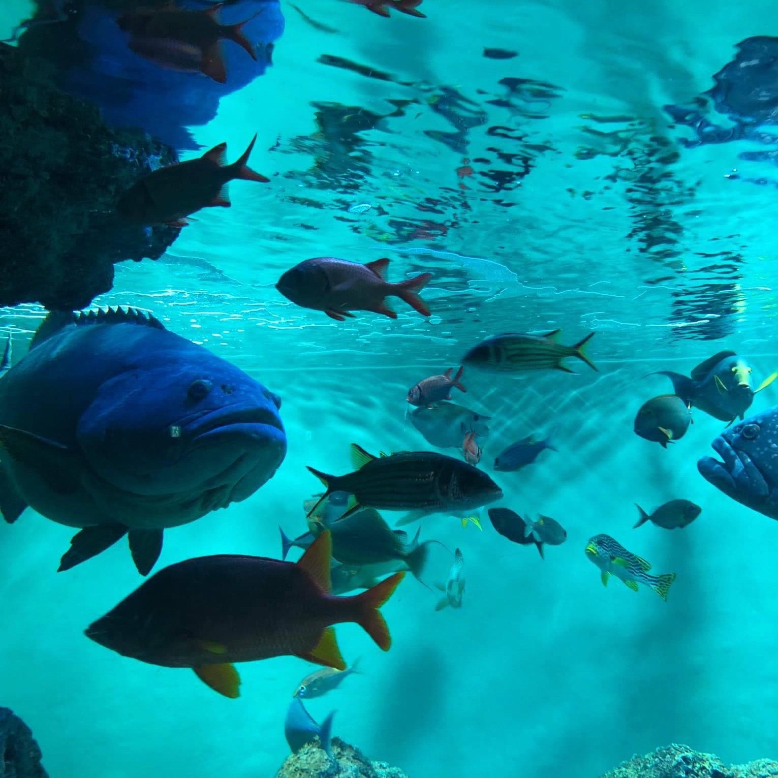 東京遊之水族館 Trip Com 東京trip Moments 貼文 東京遊之水族館 Trip Com 東京trip Moments 貼文