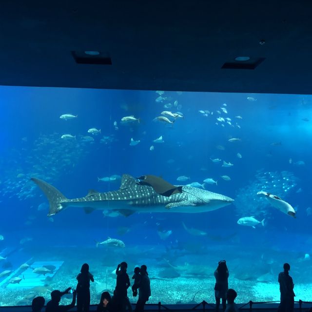 오키나와 츄라우미 수족관에서 만난 고래상어🐋