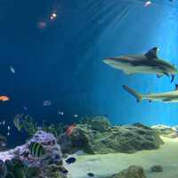 【猛暑から逃げよう】室内水族館　@品川