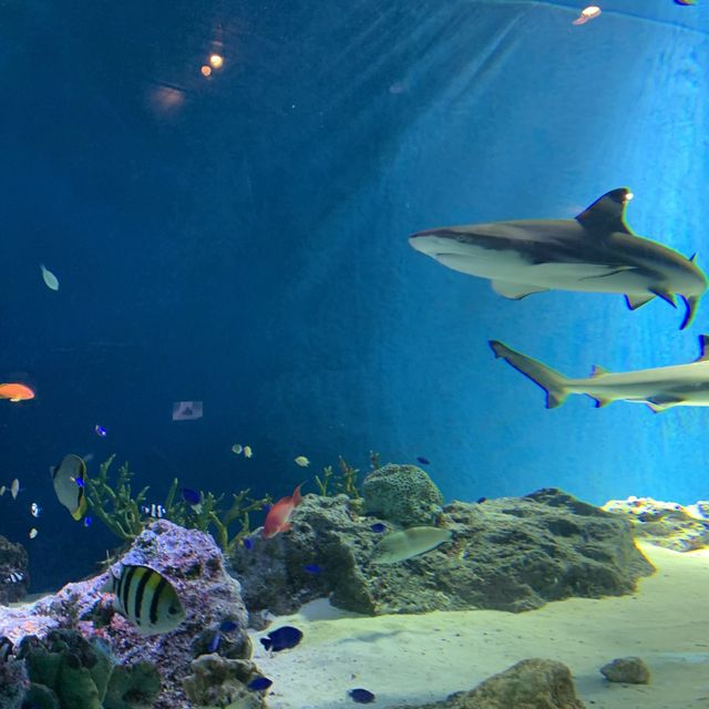 【猛暑から逃げよう】室内水族館　@品川