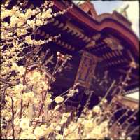 2，3月の京都旅行なら北野天満宮