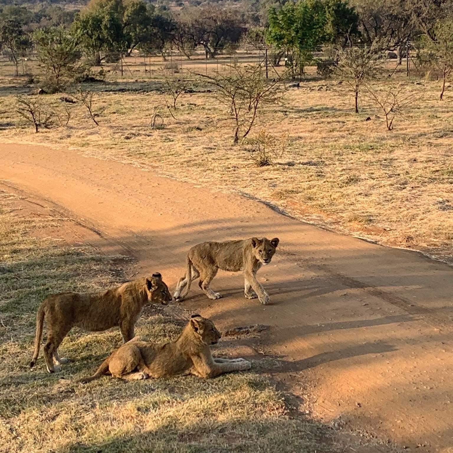 I really enjoyed this place and got to see it up close. Normally I only see it on television.
#AfricaZoo
#CapeTown