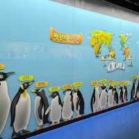 🇰🇷 COEX Aquarium Penguin Island
