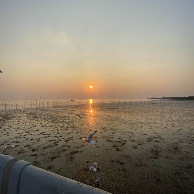 ให้อาหารนก ที่บางปู