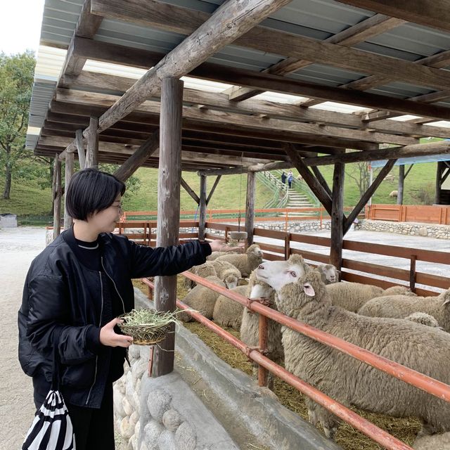 복실복실 귀여움 한 가득, 대관령 양떼목장