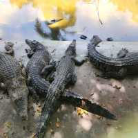 davao crocodile Park is a scaly experience 