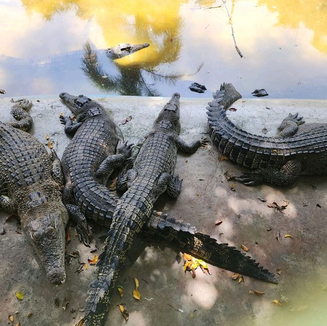 davao crocodile Park is a scaly experience 