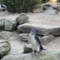 近距離接觸袋鼠和樹熊的動物園