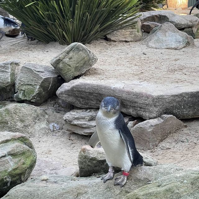 近距離接觸袋鼠和樹熊的動物園