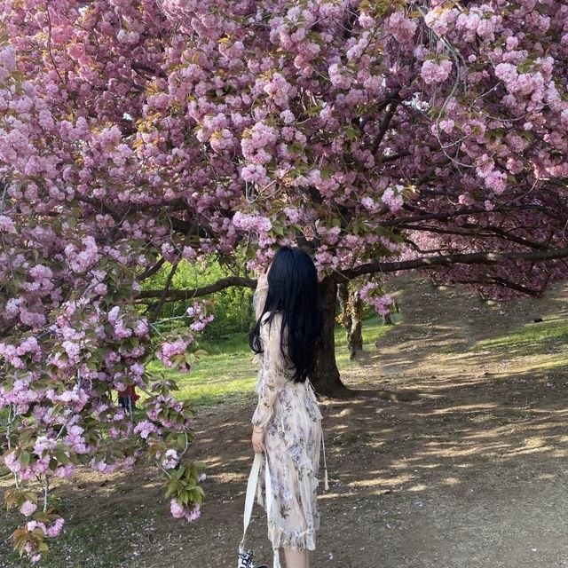 경주 벚꽃은 겹벚꽃이지 🌸 경주 벚꽃은 겹벚꽃이지 🌸