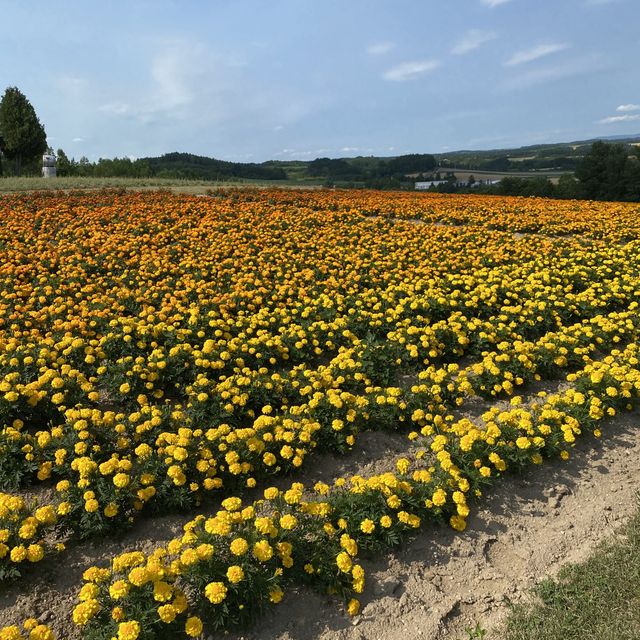 【北海道】美しいお花畑と美味しいメロン🍈