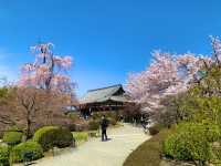 京都　京都散策旅　念願の東寺！東寺と桜のコラボに感動❗️