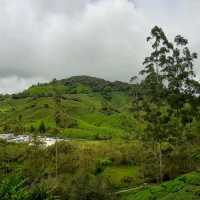 Cameron Highlands 