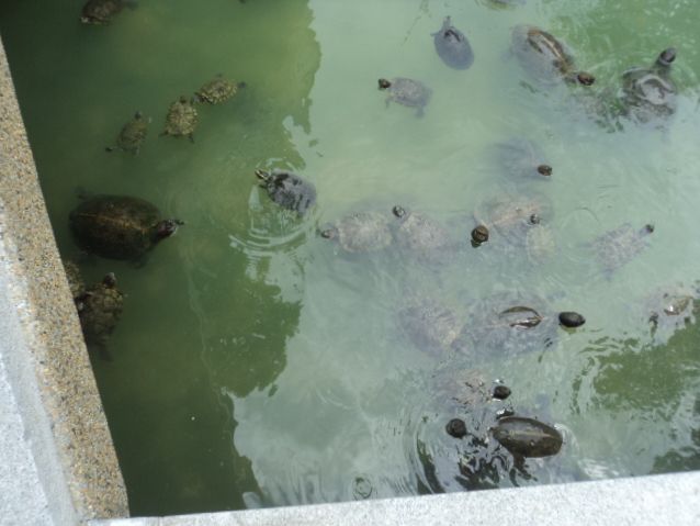 Tortoise Liberation Pond