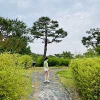 푸릇푸릇🪴숲에서 인생샷 건지기 강릉 오죽헌