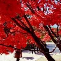 Trip to Seoraksan (Mount Seorak)