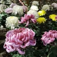 兵庫県！明石の菊花展覧会は素晴らしい