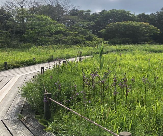 箱根湿性花園