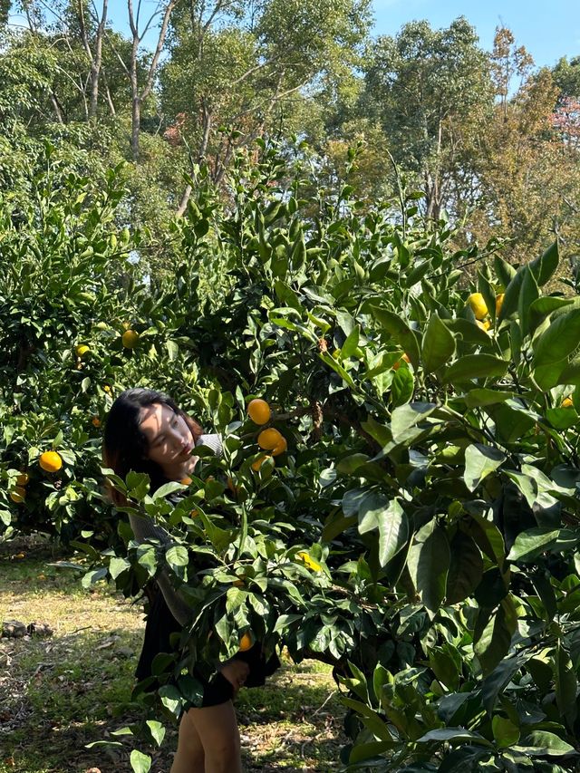[제주] 애월 여행지 추천 비행기가 보이는 귤밭 🍊