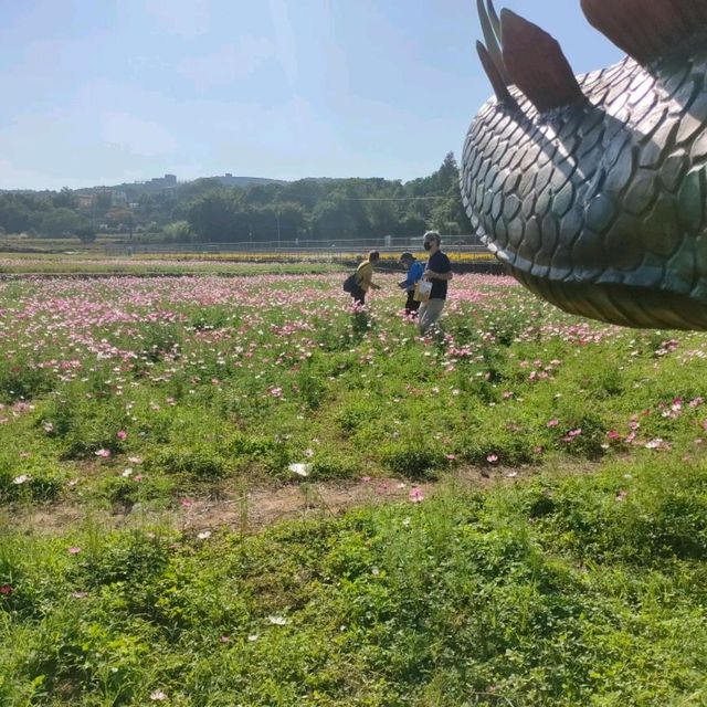 苗栗銅鑼-杭菊花季