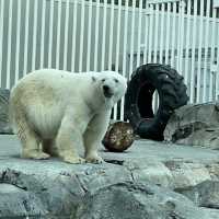 Alaska Zoo