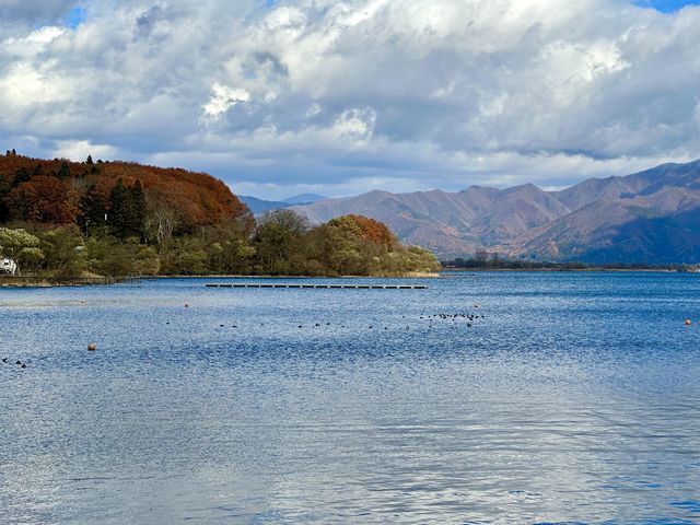 【福島】猪苗代湖とかわいいカモ🦆