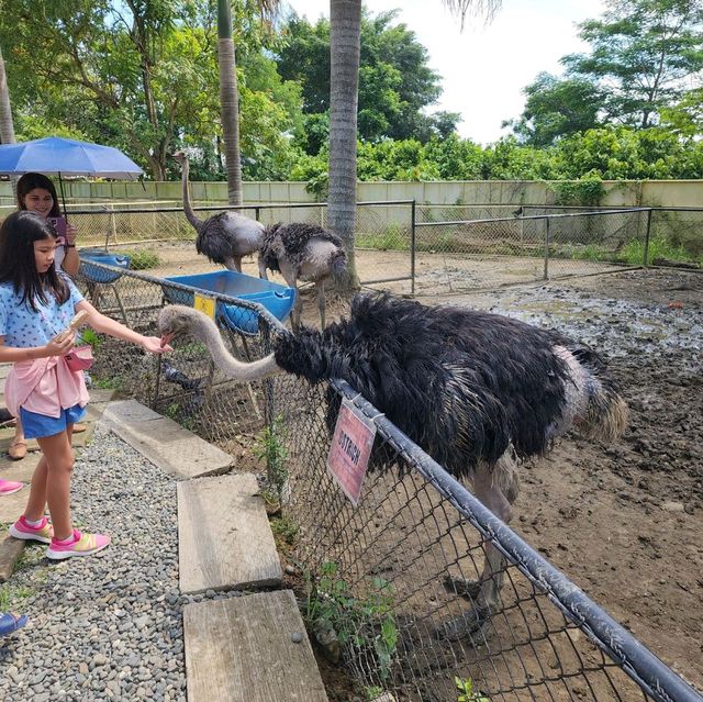 davao crocodile Park is a scaly experience 