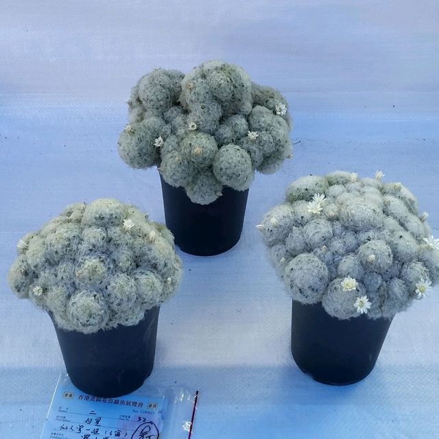 好好睇的香港北區花鳥蟲魚展覽