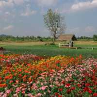 ปลายนา ฟลาวเวอร์ ภูเวียง