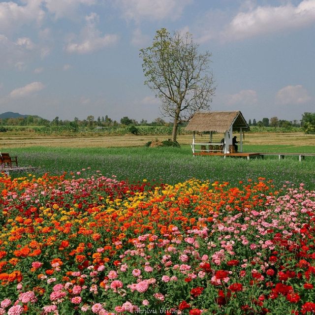 ปลายนา ฟลาวเวอร์ ภูเวียง