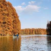 Golden Scenery in Shanghai’s Haiwan Park