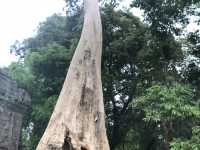 Ta Prohm Temple - Where trees have dominated