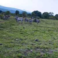 Hello! welcome to walking safari in Tanzania 