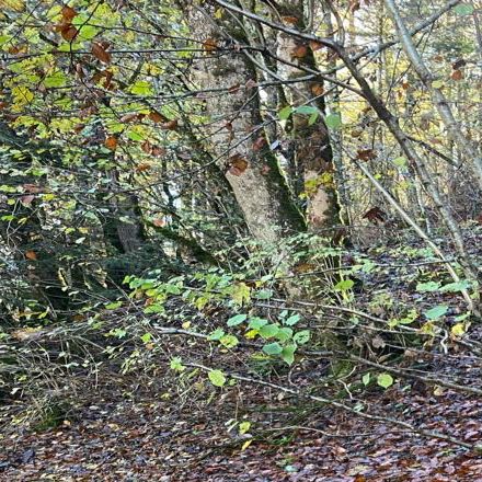 Autumn season, Nature’s Art Palette 