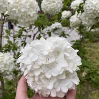 Xingqinggong park (part1)- Incredible flowers