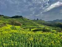 Rape Seed Flowers in Minshengcun, Pujiang